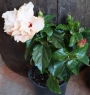 Хибискус кичест две в едно, китайска роза (Hibiscus)