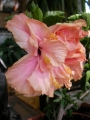 Хибискус кичест (Hibiscus)
