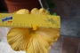 Хибискус, Китайска роза (Hibiscus)