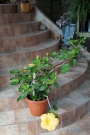 Хибискус, Китайска роза (Hibiscus)