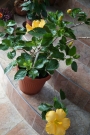 Хибискус, Китайска роза (Hibiscus)