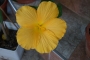 Хибискус, Китайска роза (Hibiscus)
