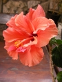 Хибискус Китайска роза (Hibiscus)