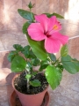 Хибискус, Китайска роза (Hibiscus)