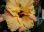 Хибискус, Китайска роза (Hibiscus)