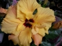 Хибискус, Китайска роза (Hibiscus)