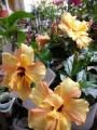 Хибискус, Китайска роза (Hibiscus)