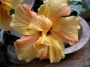 Хибискус, Китайска роза (Hibiscus)