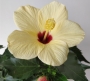 Хибискус, китайска роза, жълта и червена (Hibiscus)