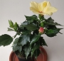 Хибискус, китайска роза, жълта и червена (Hibiscus)