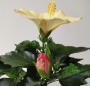 Хибискус, китайска роза, жълта и червена (Hibiscus)