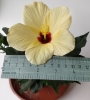 Хибискус, китайска роза, жълта и червена (Hibiscus)