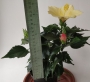 Хибискус, китайска роза, жълта и червена (Hibiscus)
