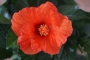 Хибискус оранжев (Hibiscus orange)