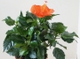 Хибискус оранжев (Hibiscus orange)