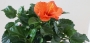 Хибискус оранжев (Hibiscus orange)