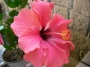 Хибискус стаен Китайска роза (Hibiscus)