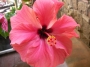 Хибискус стаен Китайска роза (Hibiscus)