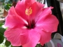 Хибискус стаен Китайска роза (Hibiscus)