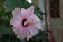 Хибискус стаен  Китайска роза (Hibiscus)