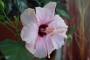 Хибискус стаен  Китайска роза (Hibiscus)