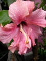 Хибискус стаен бледорозов Китайска роза (Hibiscus)
