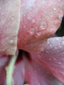 Хибискус стаен бледорозов Китайска роза (Hibiscus)