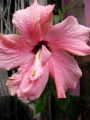 Хибискус стаен бледорозов Китайска роза (Hibiscus)