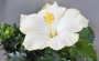 Хибискус стаен бял Китайска роза бял (Hibiscus)