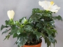 Хибискус стаен бял Китайска роза бял (Hibiscus)