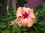 Хибискус, стаен (Hibiscus)