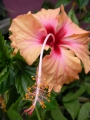 Хибискус, стаен (Hibiscus)