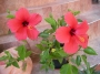 Хибискус стаен Китайска роза (Hibiscus)
