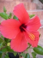 Хибискус стаен Китайска роза (Hibiscus)