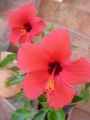 Хибискус стаен Китайска роза (Hibiscus)