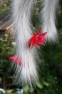 Хилдевинтера (Cleistocactus winteri Hildewintera colademononis)