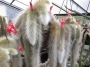 Хилдевинтера (Cleistocactus winteri Hildewintera colademononis)