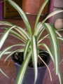 Хлорофитум (Chlorophytum)