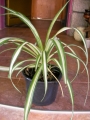 Хлорофитум (Chlorophytum)