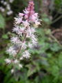 Хойхера Хеухера Хеухерела Кимоно (Heuchera Heucherella Tapestry HEUCHERELLA Kimono)