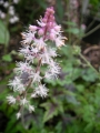 Хойхера Хеухера Хеухерела Кимоно (Heuchera Heucherella Tapestry HEUCHERELLA Kimono)