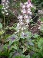 Хойхера Хеухера Хеухерела Кимоно (Heuchera Heucherella Tapestry HEUCHERELLA Kimono)