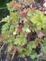 Хойхера (Heuchera)