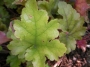 Хойхера (Heuchera)