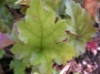 Хойхера (Heuchera)