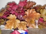 Хойхера (Heuchera)