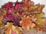 Хойхера (Heuchera)