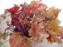 Хойхера (Heuchera)