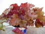 Хойхера (Heuchera)