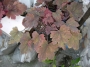 Хойхера (Heuchera)